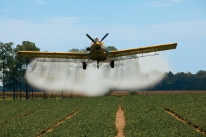 A crop duster swoops in to spray one of TE Moye's peanut fields in Newton, GA.